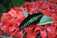 439 Schmetterlingspark Kuala Lumpur &ndash; &copy; Maria Schneider (Eberhardt TRAVEL)