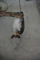 465 Vogelpark Kuala Lumpur &ndash; &copy; Maria Schneider (Eberhardt TRAVEL)
