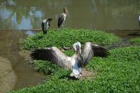470 Vogelpark Kuala Lumpur &ndash; &copy; Maria Schneider (Eberhardt TRAVEL)