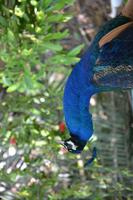 472 Vogelpark Kuala Lumpur &ndash; &copy; Maria Schneider (Eberhardt TRAVEL)