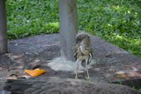 473 Vogelpark Kuala Lumpur &ndash; &copy; Maria Schneider (Eberhardt TRAVEL)