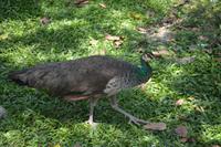 474 Vogelpark Kuala Lumpur &ndash; &copy; Maria Schneider (Eberhardt TRAVEL)
