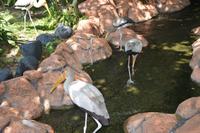 475 Vogelpark Kuala Lumpur &ndash; &copy; Maria Schneider (Eberhardt TRAVEL)