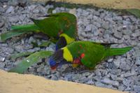 486 Vogelpark Kuala Lumpur &ndash; &copy; Maria Schneider (Eberhardt TRAVEL)