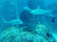 Ausflug Sentosa Island Singapur &ndash; &copy; Philip Seidel (Eberhardt TRAVEL)