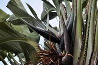 Strelitzia nicolai &ndash; &copy; Martin Büchner (Eberhardt TRAVEL)