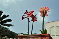 Lipari - Amaryllis &ndash; &copy; Martin Büchner (Eberhardt TRAVEL)