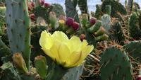 Kaktusfeigen-Blüte