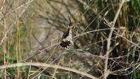 Seltene Schmetterlinge auf den Äolischen Inseln &ndash; &copy; Martin Büchner (Eberhardt TRAVEL)