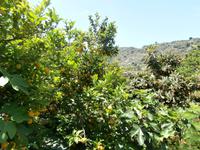 Lipari &ndash; &copy; Ingrid Langer (Eberhardt TRAVEL)
