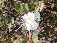 Lipari-Kapernblüte &ndash; &copy; Ingrid Langer (Eberhardt TRAVEL)
