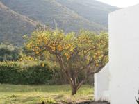 Stromboli-Zitronen &ndash; &copy; Ingrid Langer (Eberhardt TRAVEL)