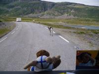 Rentier voraus &ndash; &copy; Ingrid Langer (Eberhardt TRAVEL)