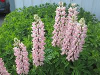 Lupinen &ndash; &copy; Heike Heinen (Eberhardt TRAVEL)
