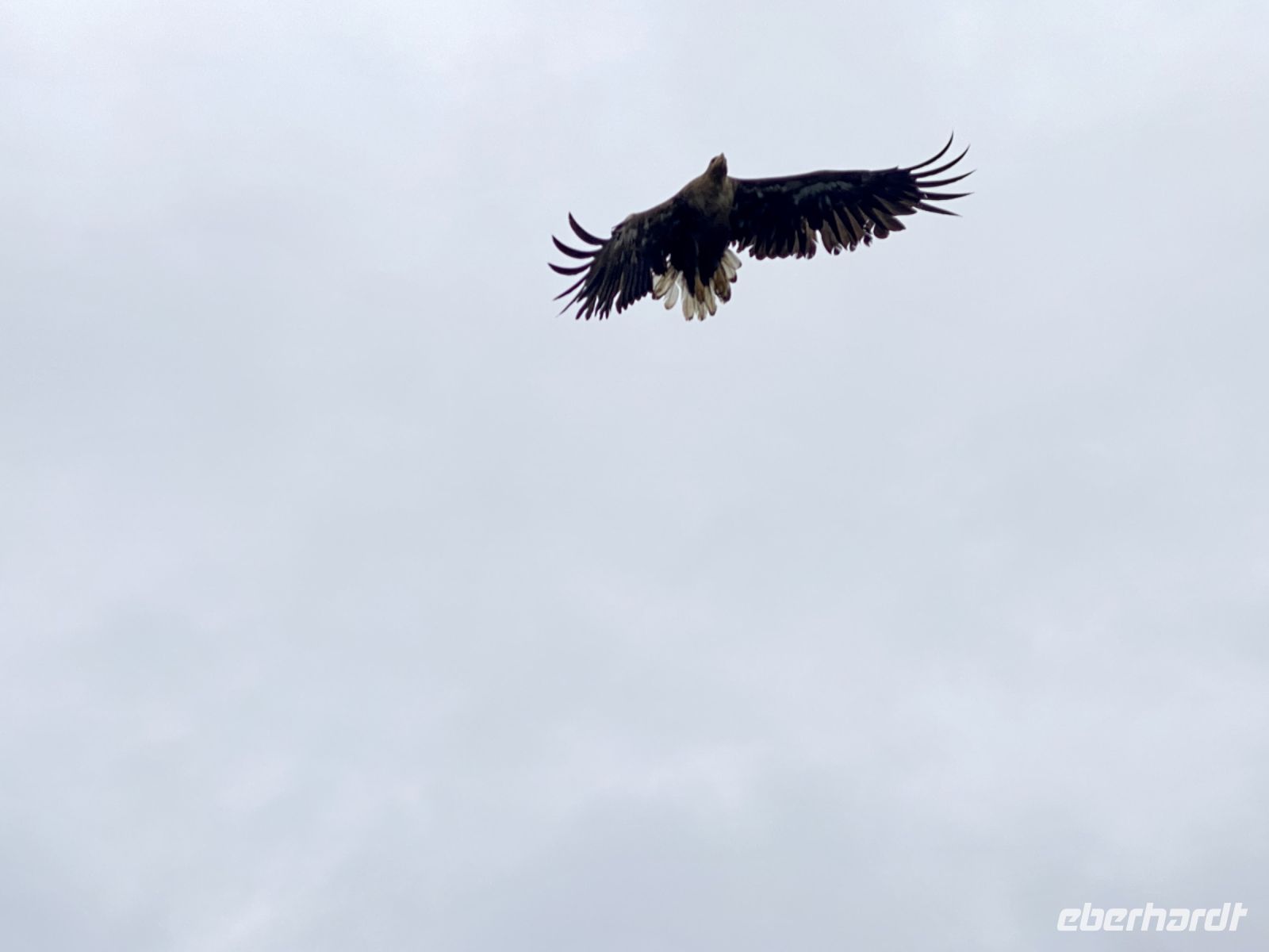 Tag 9 - Seeadler &ndash; &copy; Christin Kuschka (Eberhardt TRAVEL)