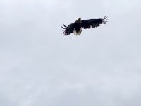 Tag 9 - Seeadler &ndash; &copy; Christin Kuschka (Eberhardt TRAVEL)