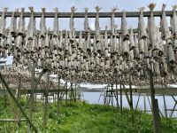 Tag 10 - Stockfisch  &ndash; &copy; Christin Kuschka (Eberhardt TRAVEL)