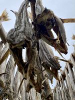 Tag 10 - Stockfisch  &ndash; &copy; Christin Kuschka (Eberhardt TRAVEL)