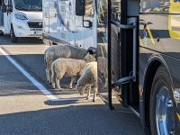 suchen die eine Mitfahrgelegenheit?  &ndash; &copy; Dr. Michael Krause (Eberhardt TRAVEL)