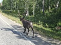 Lappland, Rentier &ndash; &copy; Karsten Fischer (Eberhardt TRAVEL)
