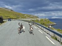 Mageroya, Rentiere &ndash; &copy; Karsten Fischer (Eberhardt TRAVEL)