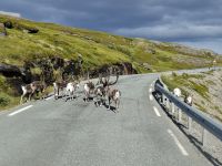 Mageroya, Rentiere &ndash; &copy; Karsten Fischer (Eberhardt TRAVEL)
