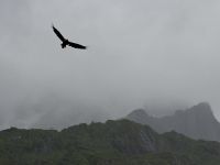 Trollfjord, Seeadler &ndash; &copy; Karsten Fischer (Eberhardt TRAVEL)