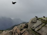 Raftsund, Seeadler &ndash; &copy; Karsten Fischer (Eberhardt TRAVEL)