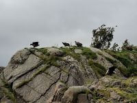 Raftsund, Seeadler &ndash; &copy; Karsten Fischer (Eberhardt TRAVEL)