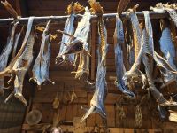 Wikingermuseum Lofotr, Stockfisch &ndash; &copy; Karsten Fischer (Eberhardt TRAVEL)