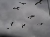 Seeadler-Safari &ndash; &copy; Ingrid Langer (Eberhardt TRAVEL)