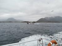 Seeadler-Safari &ndash; &copy; Ingrid Langer (Eberhardt TRAVEL)