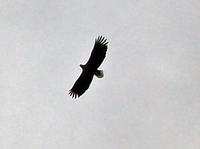 Seeadlersafari &ndash; &copy; Steffen Mucke (Eberhardt TRAVEL)