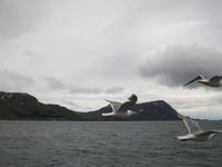 Schiffsbegleitung &ndash; &copy; Steffen Mucke (Eberhardt TRAVEL)