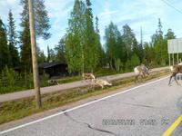 Rentiere? Ja es sind Rentiere!!! &ndash; &copy; Mandy Fischer (Eberhardt TRAVEL)
