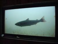 Aquarium Målselvfossen  &ndash; &copy; Mandy Fischer (Eberhardt TRAVEL)