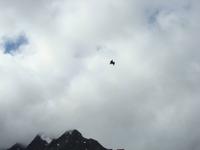 Seeadler am Himmel &ndash; &copy; Mandy Fischer (Eberhardt TRAVEL)