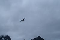 Seeadler  &ndash; &copy; Mandy Fischer (Eberhardt TRAVEL)