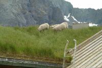 Schafe auf dem Dach &ndash; &copy; Mandy Fischer (Eberhardt TRAVEL)