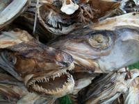 Trockenfisch &ndash; &copy; Steffen Mucke (Eberhardt TRAVEL)
