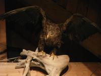 Wikingermuseum Borg Lofoten-Adler &ndash; &copy; Ingrid Langer (Eberhardt TRAVEL)