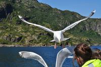Seeadlersafari im Raftsund - Lofoten & Vesterålen &ndash; &copy; Martin Büchner (Eberhardt TRAVEL)