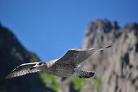 Seeadlersafari im Raftsund - Lofoten & Vesterålen &ndash; &copy; Martin Büchner (Eberhardt TRAVEL)