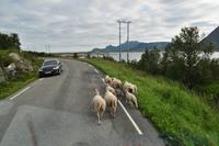 Typisch Lofoten &ndash; &copy; Martin Büchner (Eberhardt TRAVEL)