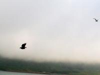 Seeadlersafarie &ndash; &copy; Steffen Mucke (Eberhardt TRAVEL)