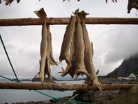 Stockfisch &ndash; &copy; Steffen Mucke (Eberhardt TRAVEL)