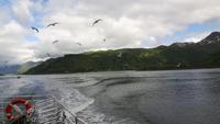 Seeadler-Safari von Hanøy nach Svolvaer &ndash; &copy; Katrin Deutschbein (Eberhardt TRAVEL)