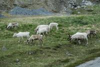 Rentiere &ndash; &copy; Norbert Birner (Eberhardt TRAVEL)