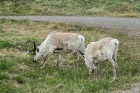 Rentiere &ndash; &copy; Norbert Birner (Eberhardt TRAVEL)