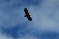 Adler &ndash; &copy; Norbert Birner (Eberhardt TRAVEL)